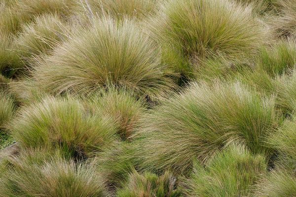Jones, Adam 아티스트의 Paramo grass-Antisana Ecological Reserve-Ecuador작품입니다.